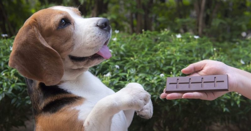 My Beagle Ate a Chocolate Bar: A Timeline of Panic