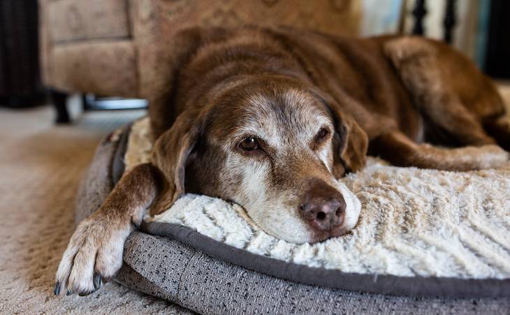 The Day I Realized My Dog Was Old