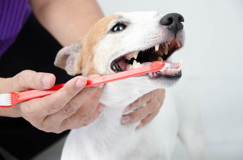 Bad Teeth Can Give Your Dog Heart Disease: The Science | DogAgeTool Blog