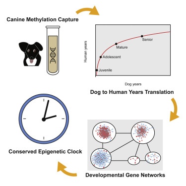 DNA Methylation in Dogs: The Study That Changed Everything