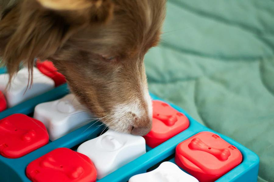 Dog Brain Games Senior | DogAgeTool Blog