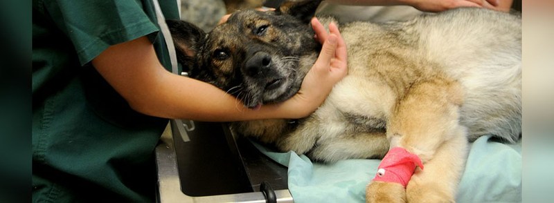 I Asked Three Oncologists When to Start Cancer Screening for My Dog