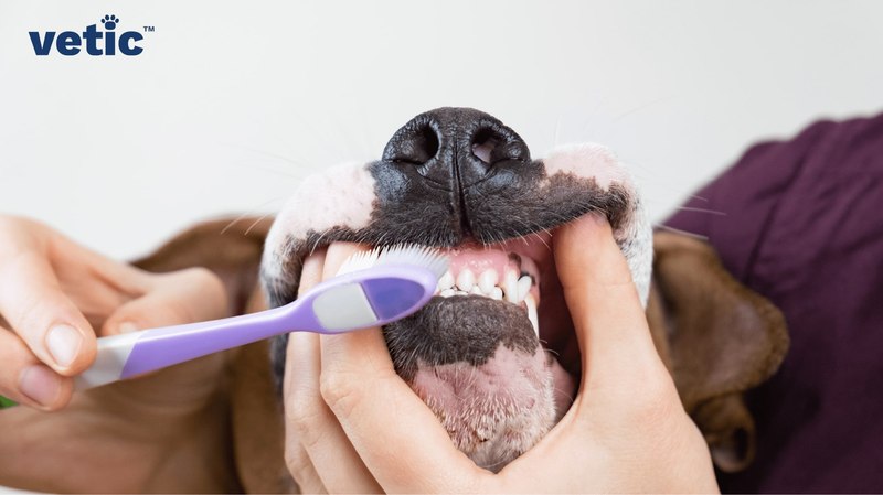 I Brushed My Dog's Teeth for 30 Days Straight: Here Is What Happened