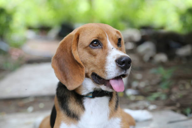My Beagle's Breath Smelled Like Fruit and It Was Almost Too Late | DogAgeTool Blog
