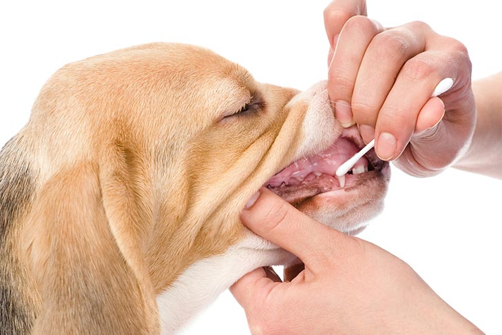 I Got My Dog's DNA Tested and the Results Changed Everything | DogAgeTool Blog