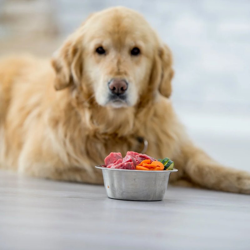 I Tried an Elimination Diet for My Dog's Allergies and Lost My Mind