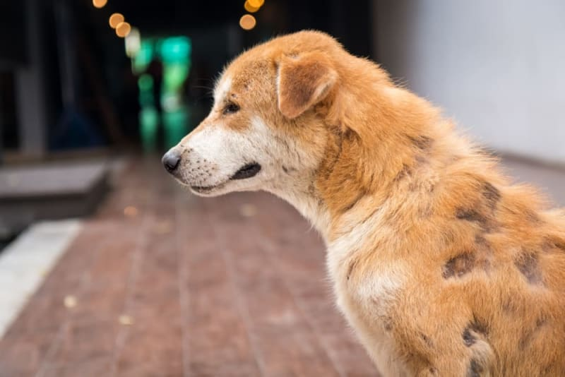 My Dog Started Losing Hair and I Blamed the Shampoo for Three Months | DogAgeTool Blog