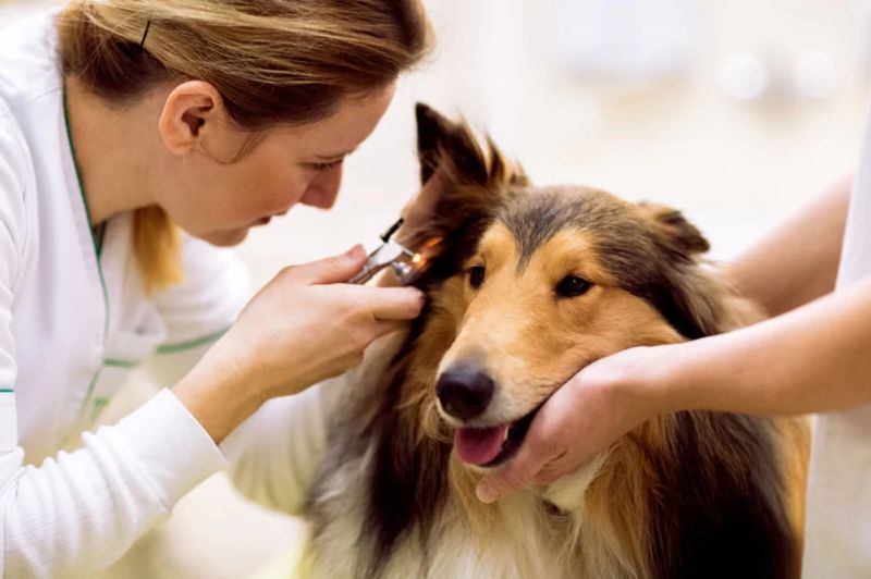 My Dog Went Deaf Gradually and I Did Not Notice for Six Months
