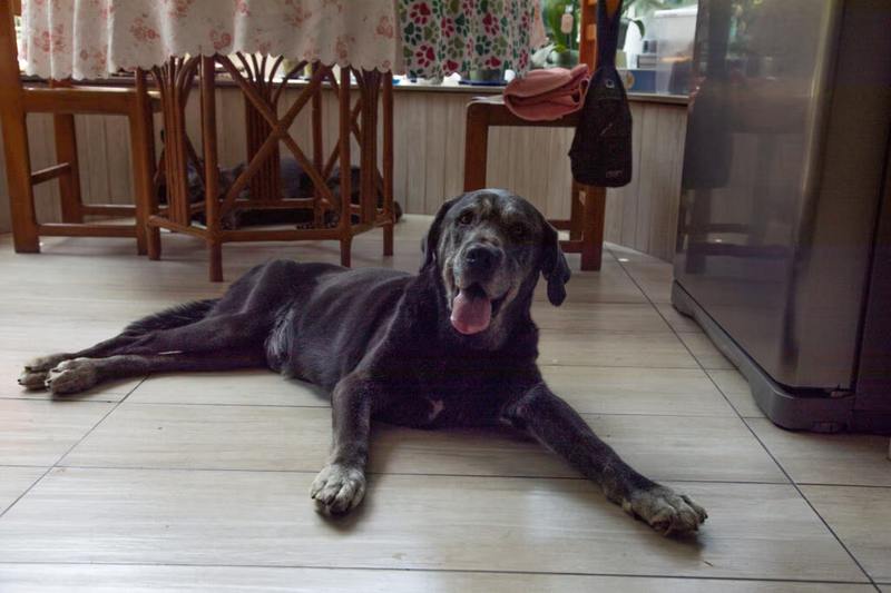 My Dog's Muscles Are Disappearing and Nobody Talks About It