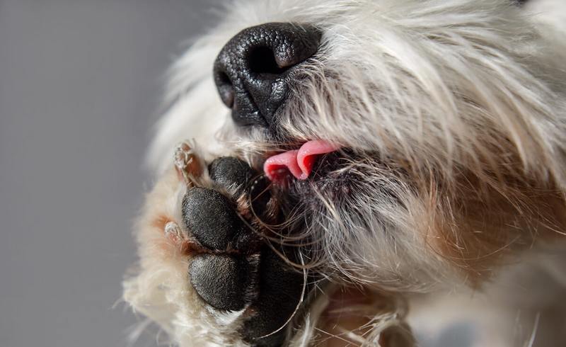 My Dog Licked Her Paws Raw and It Took Me Four Vets to Figure Out Why
