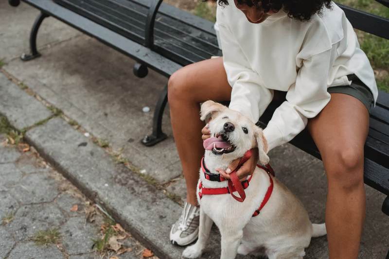The Day My Dog Refused a Walk and I Panicked for No Reason