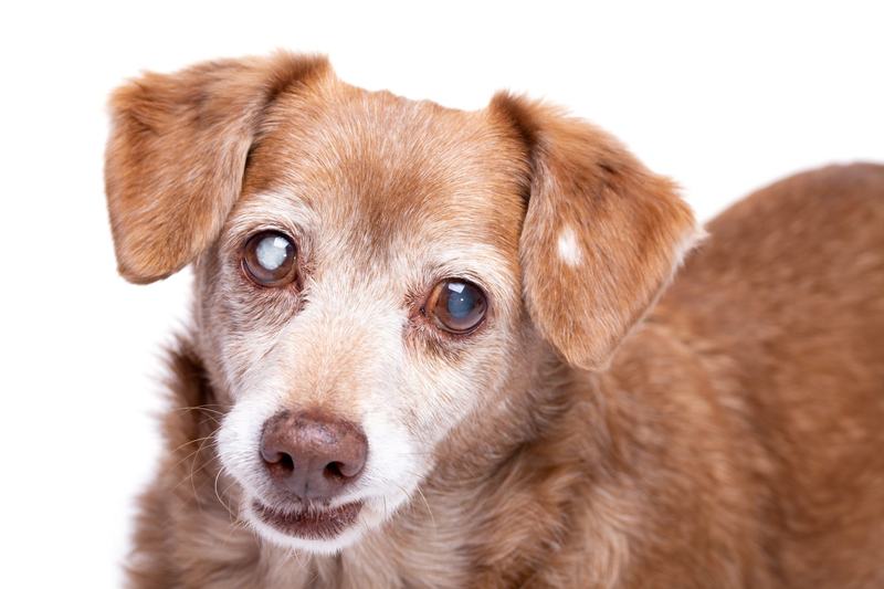 My Dog's Eyes Changed and I Thought It Was Just Old Age