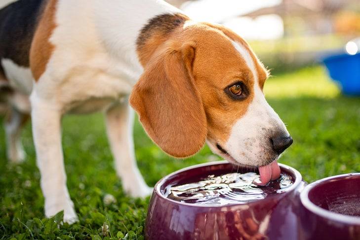 My Dog Started Drinking Less Water and I Almost Missed a Kidney Problem