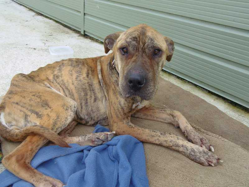 I Put My Dog on a Diet and She Hated Me for Two Weeks