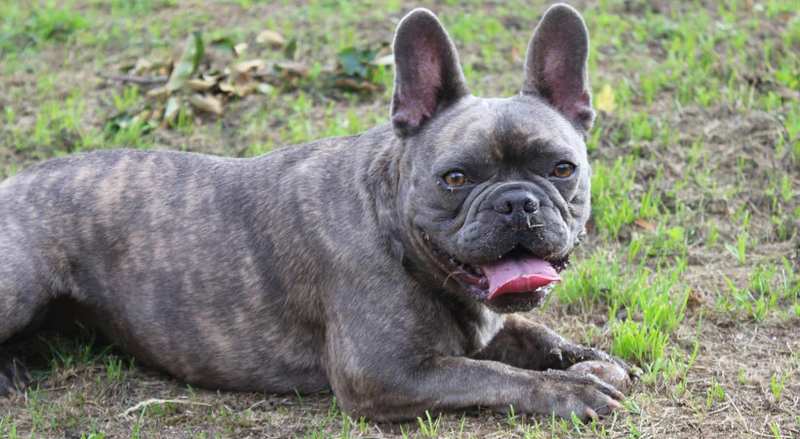 French Bulldogs: Why They Age Faster Than You Think