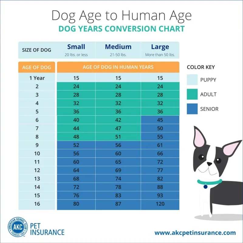 How Accurate Are Dog Age Calculators, Really?