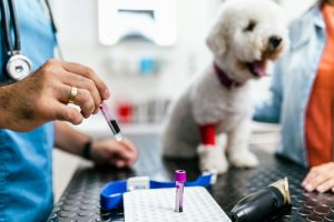 How to Read Your Dog's Blood Work (Without Panicking) | DogAgeTool Blog