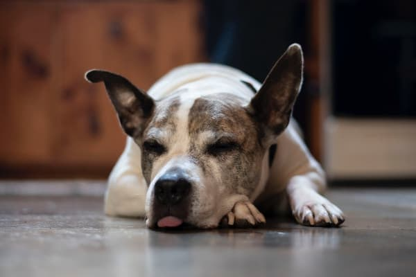 Hypothyroidism in Dogs: The Disease That Looks Like Laziness | DogAgeTool Blog