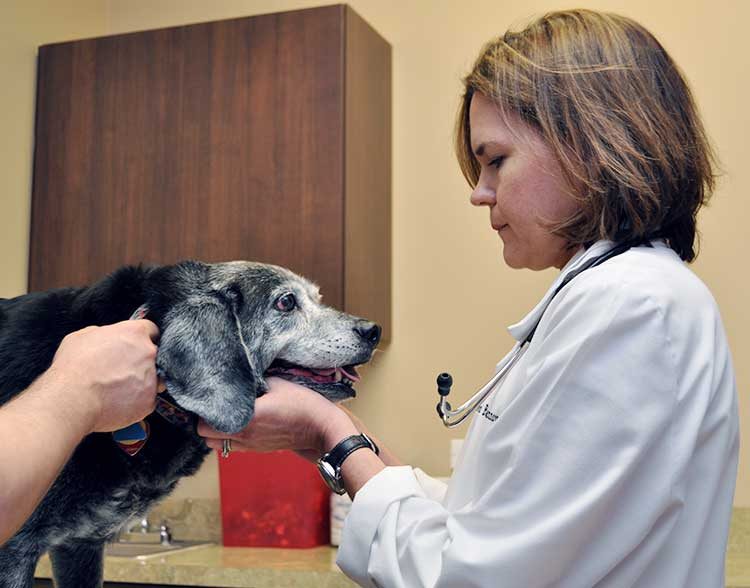 I Interviewed 5 Vets About Dog Age. They All Said the Same Thing.