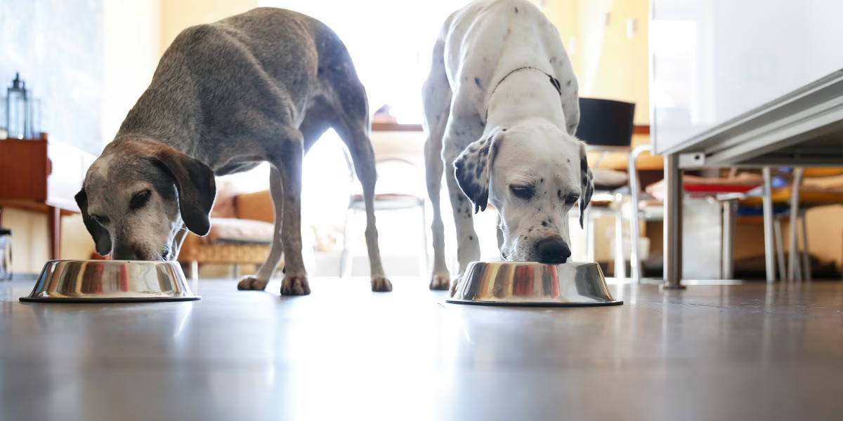 I Feed Two Dogs Two Different Diets and It Is a Nightmare | DogAgeTool Blog