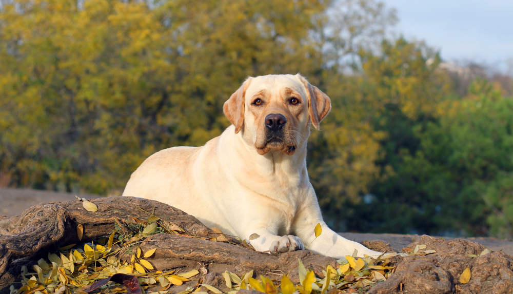 I Put My Overweight Lab on a Diet and Learned Obesity Ages Dogs at the Cellular Level | DogAgeTool Blog