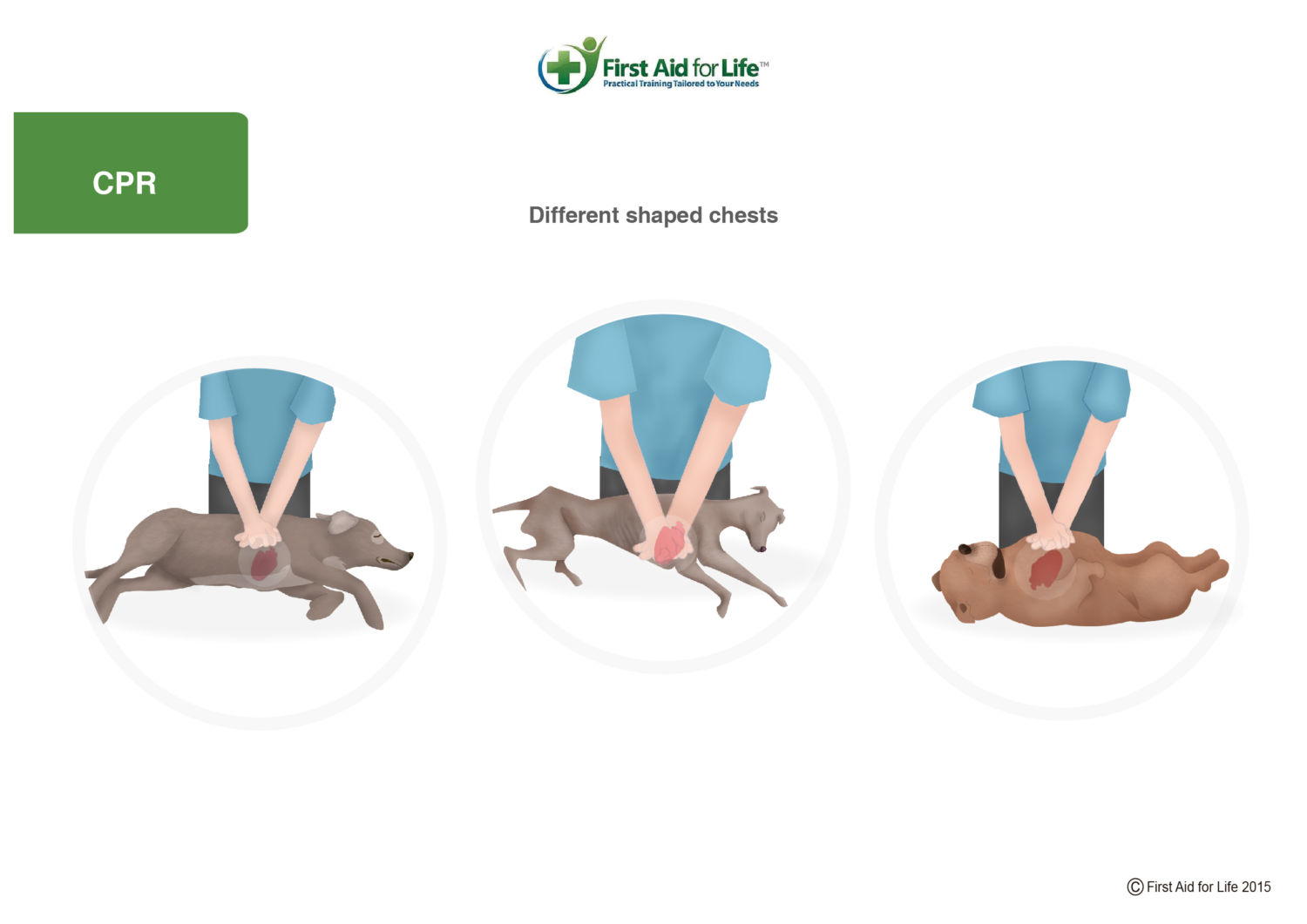 I Took a Pet CPR Class and Realized I Had No Idea What I Was Doing | DogAgeTool Blog