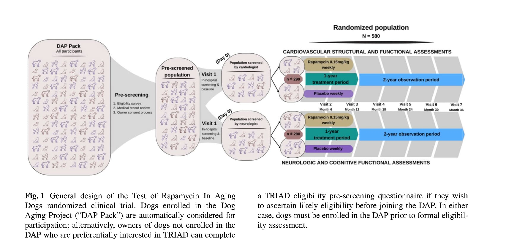 Rapamycin for Dogs: What the TRIAD Study Actually Found | DogAgeTool Blog
