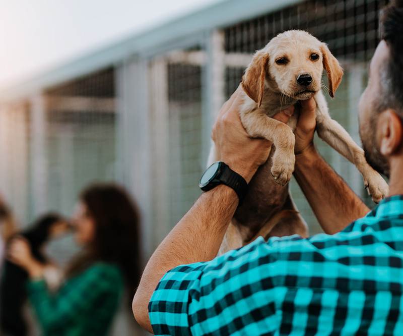 The Shelter Told Me My Rescue Dog Was 2. My Vet Said 8. I Cried in the Parking Lot.