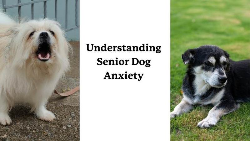 My Dog Became Anxious at 10 and I Thought She Was Just Grumpy