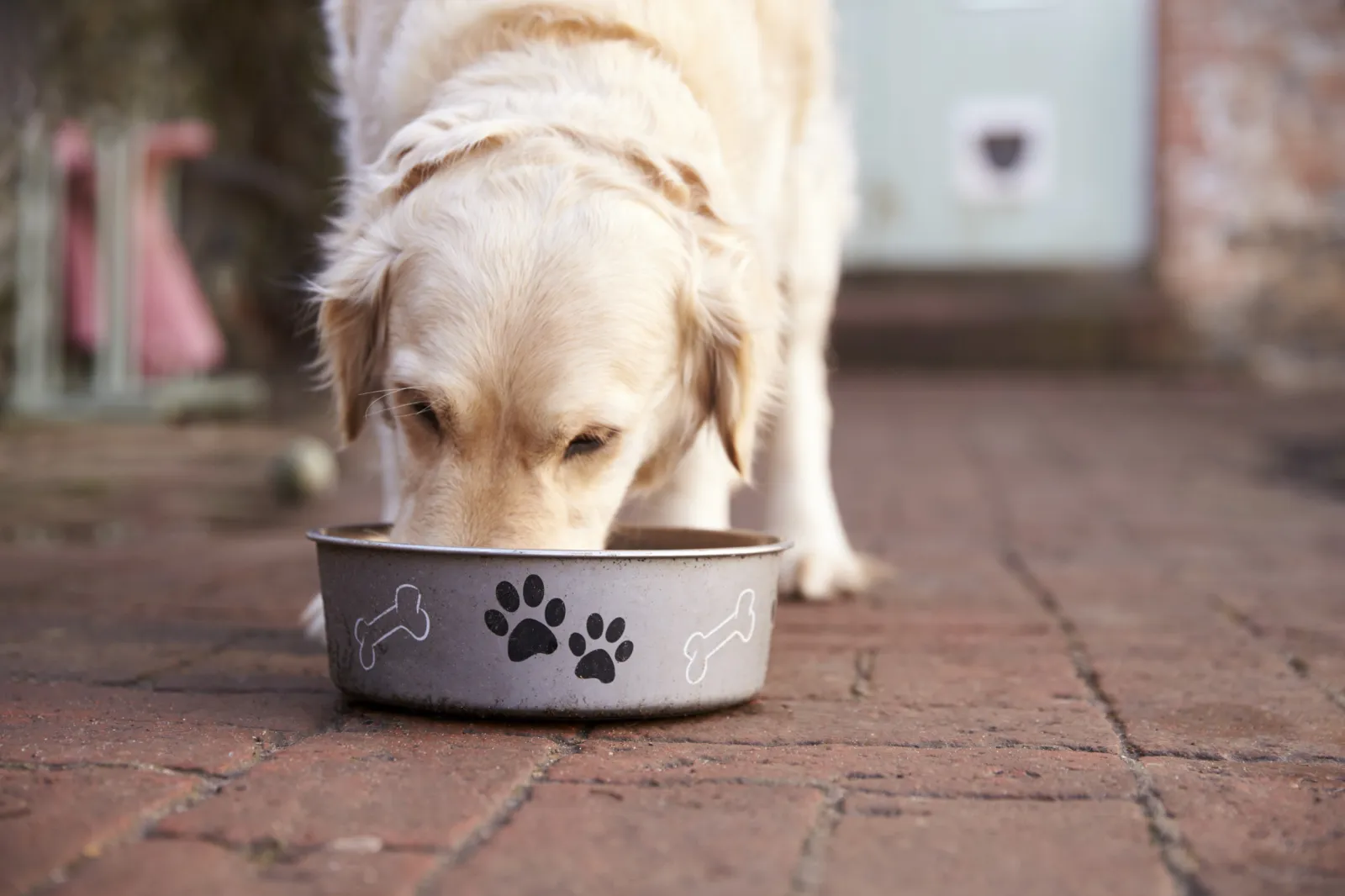Senior Dog Feeding Age Calculator | DogAgeTool Blog