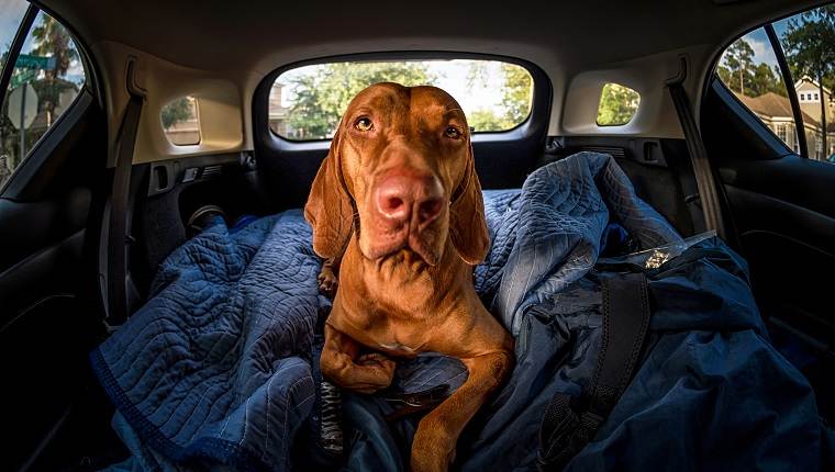 I Took My 12-Year-Old Dog on a Road Trip and Learned Some Hard Lessons