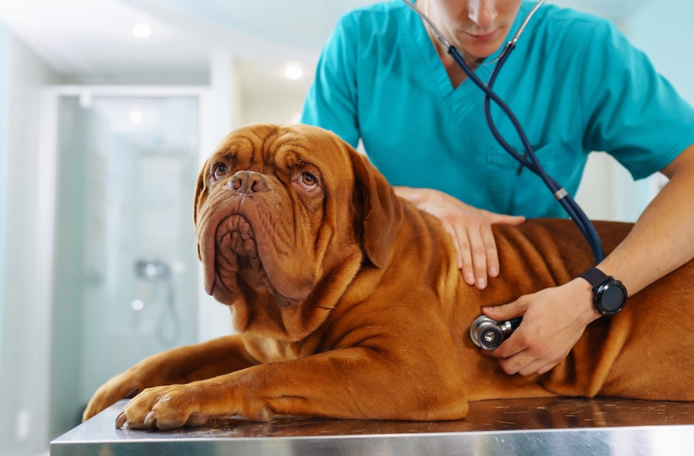Senior Dog Vaccines: My Vet and I Disagreed (Again) | DogAgeTool Blog