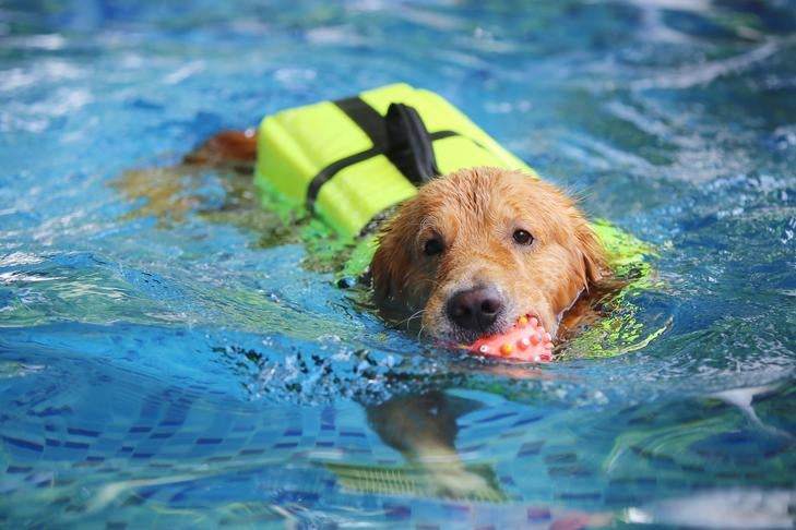 Swimming for Senior Dogs: Why It Is the Perfect Exercise
