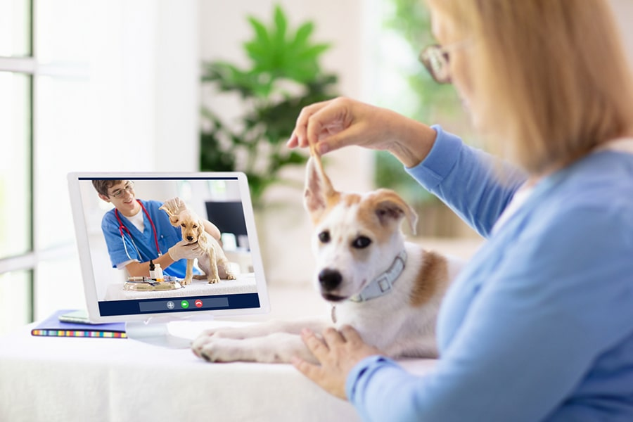 I Tried Telehealth for My Dog and Here's What Actually Happened | DogAgeTool Blog