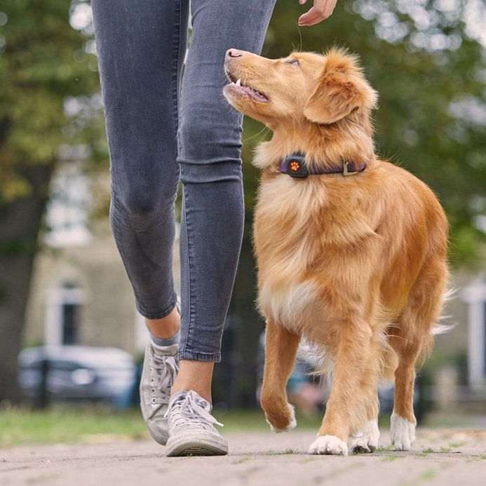 I Tracked My Dog's Walks for 90 Days: The Data Surprised Me