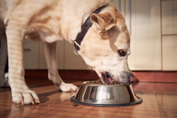 Vet Said Senior Food I Disagreed | DogAgeTool Blog